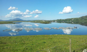 Ireland Salmon Farms