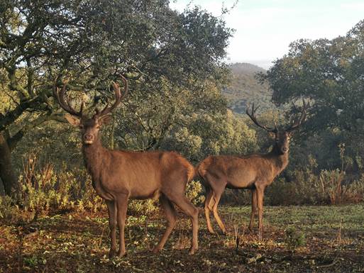 deer